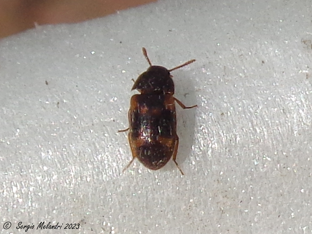 Mycetophagidae? S, forse Mycetophagus quadriguttatus